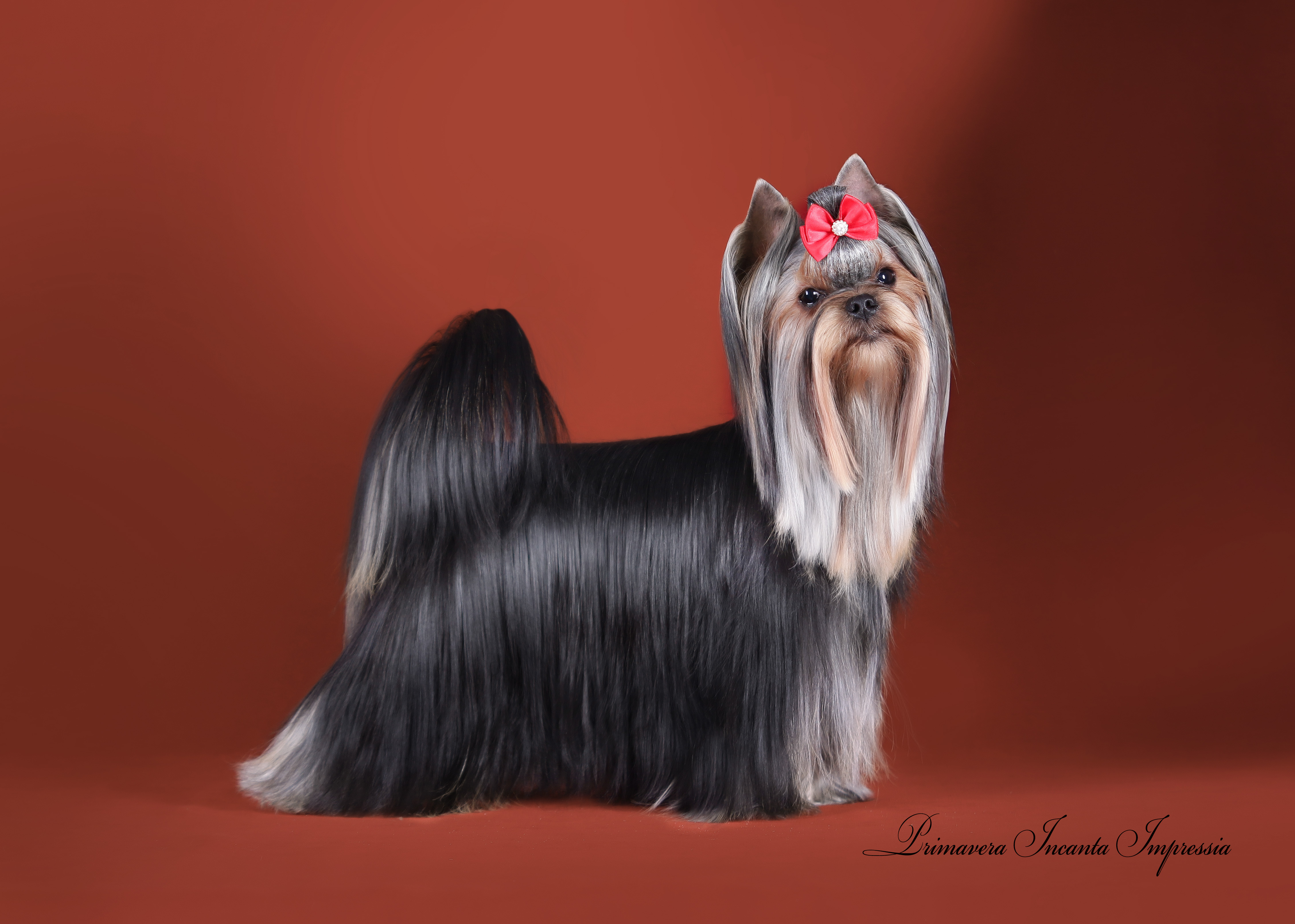 Primavera Incanta Primavera Incanta Impressia &mdash; Labaza DogPedigree YorkshireTerrier