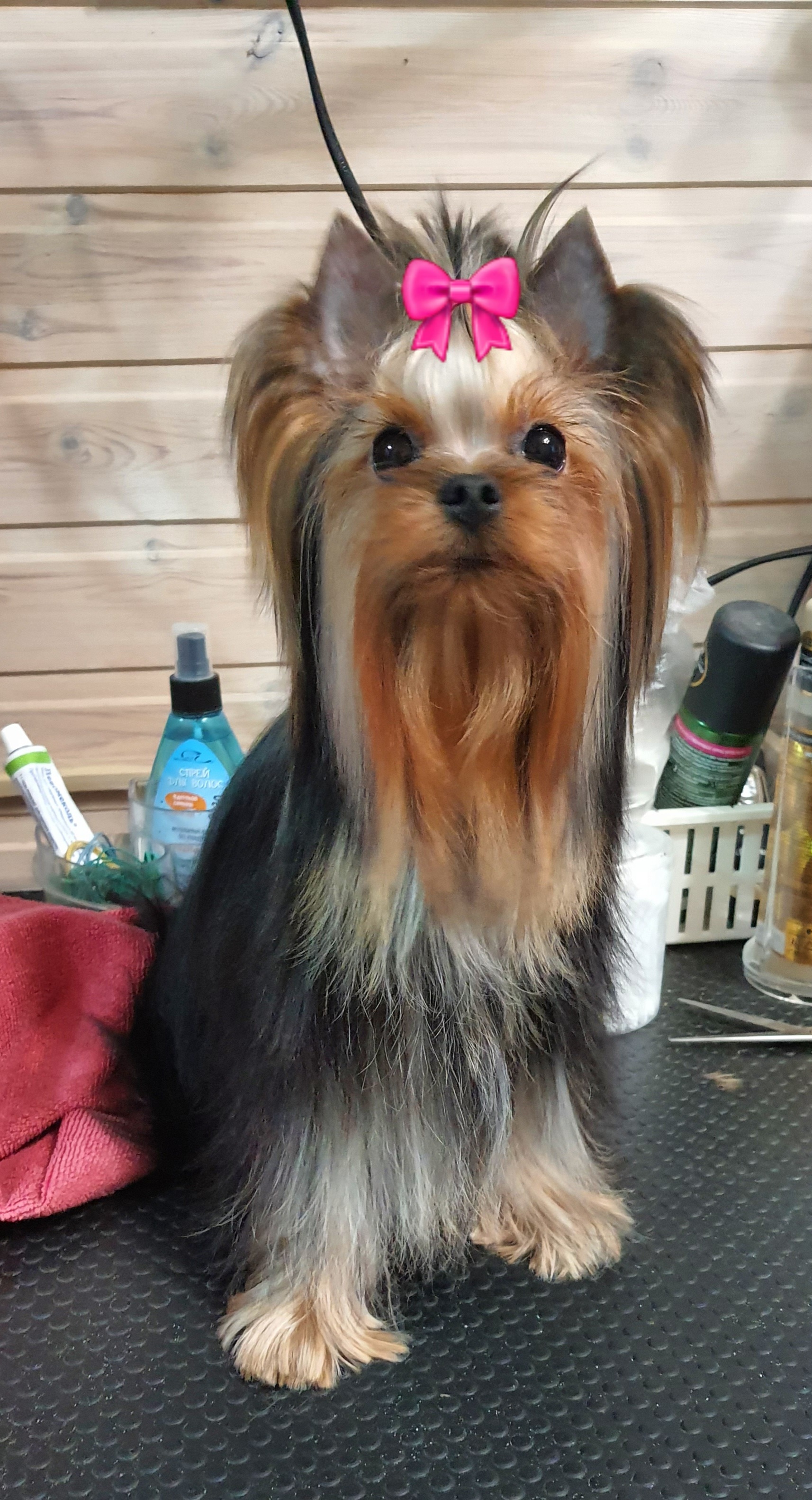 Wellary Eugenica &mdash; Labaza DogPedigree YorkshireTerrier