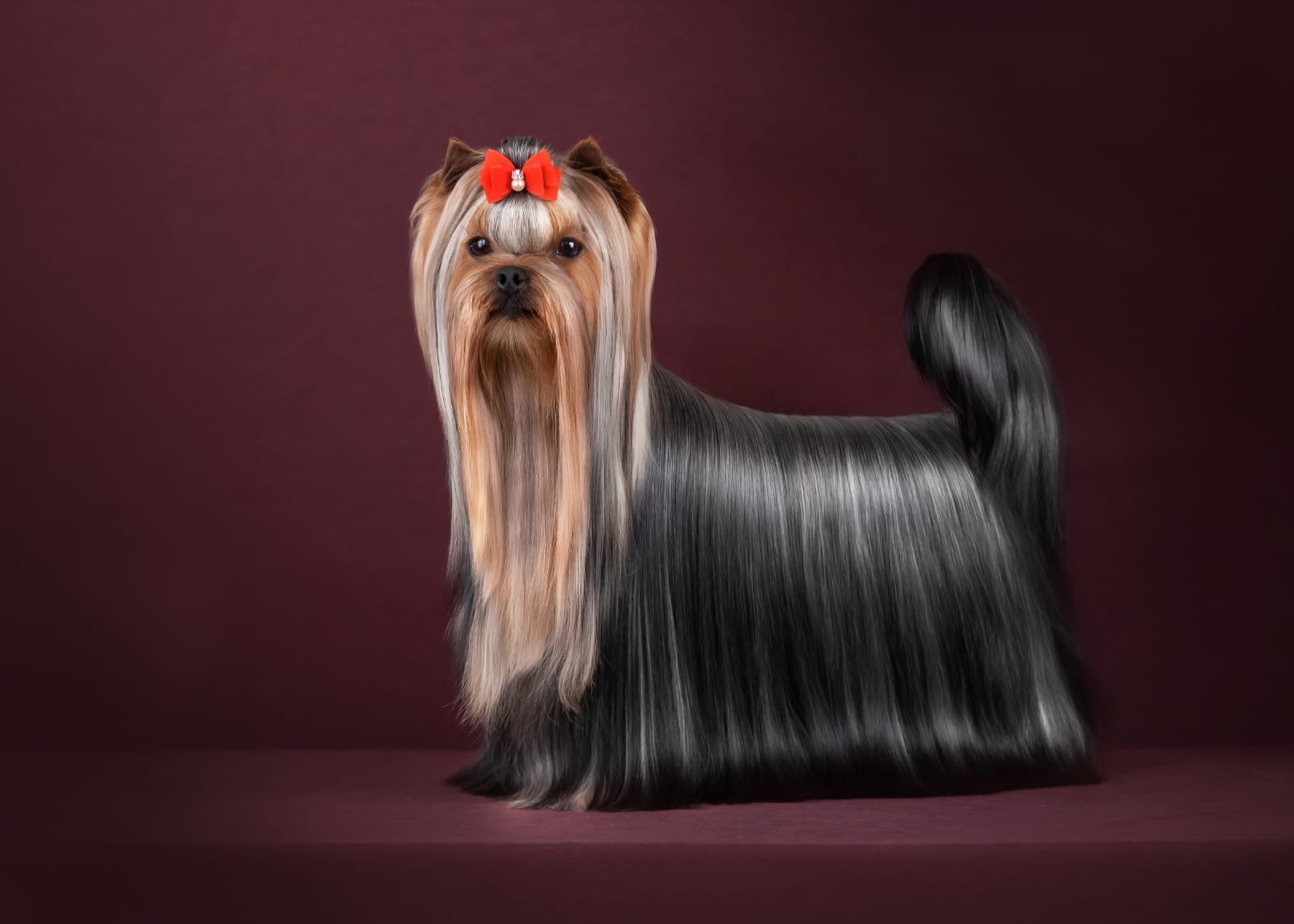Primavera Incanta PRIMAVERA INCANTA MONT BLANC &mdash; Labaza DogPedigree YorkshireTerrier