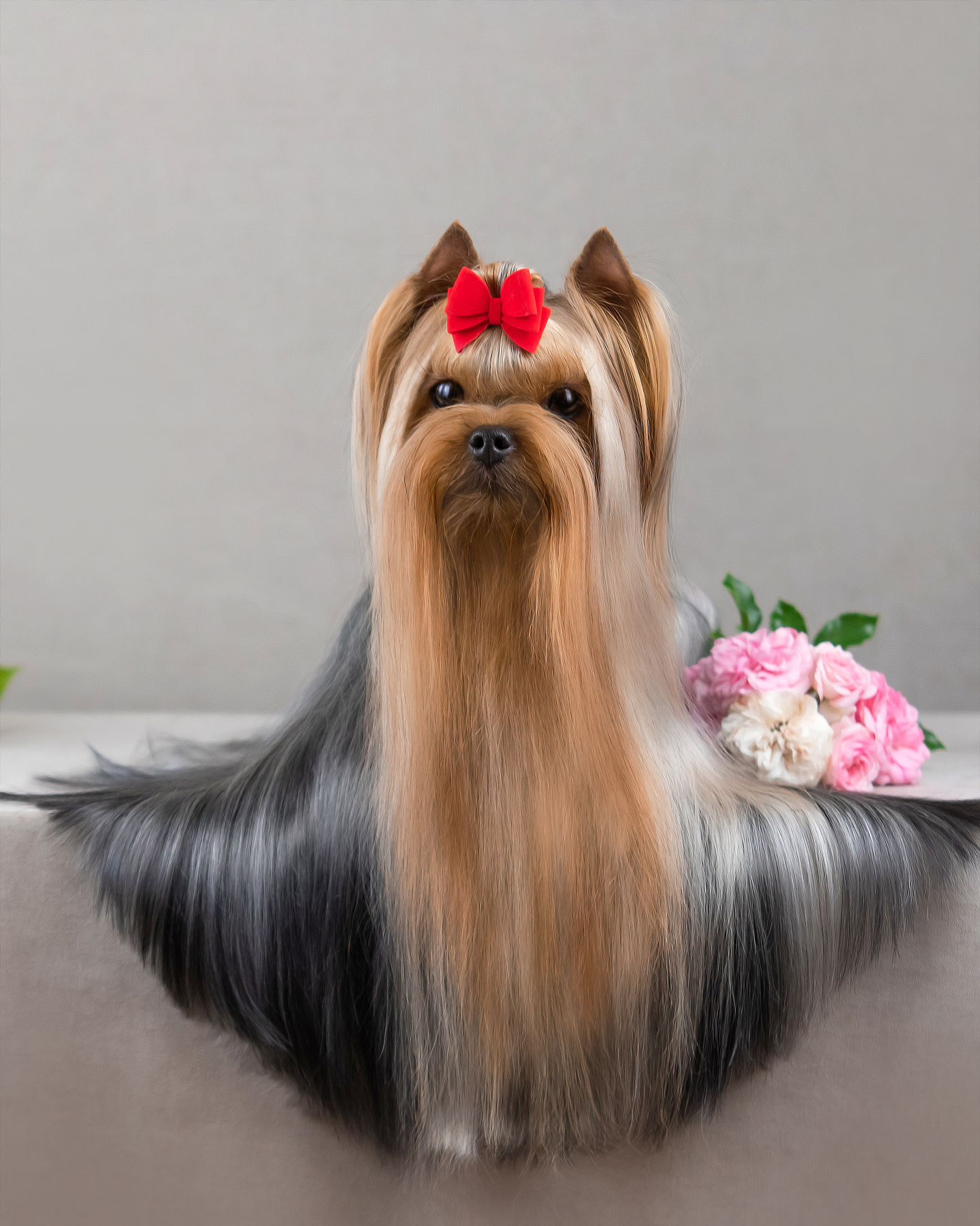 Wellary Wellary Phenomen &mdash; Labaza DogPedigree YorkshireTerrier