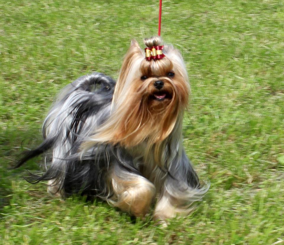 Silver flame SILVER FLAME DI LAILA &mdash; Labaza DogPedigree YorkshireTerrier