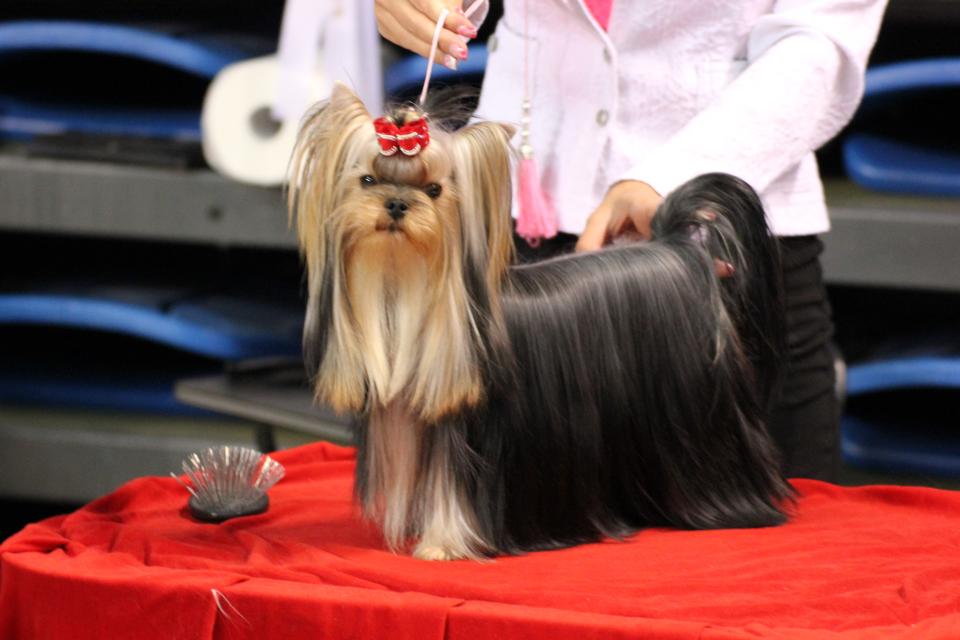 Silver flame SILVER FLAME IS MY NAME &mdash; Labaza DogPedigree YorkshireTerrier