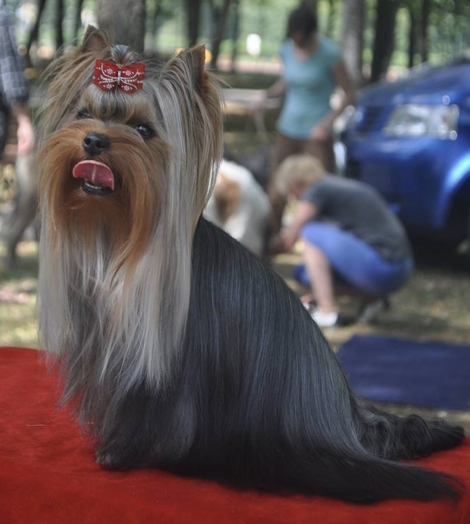 Silver flame SILVER FLAME ONE AND ONLY &mdash; Labaza DogPedigree YorkshireTerrier