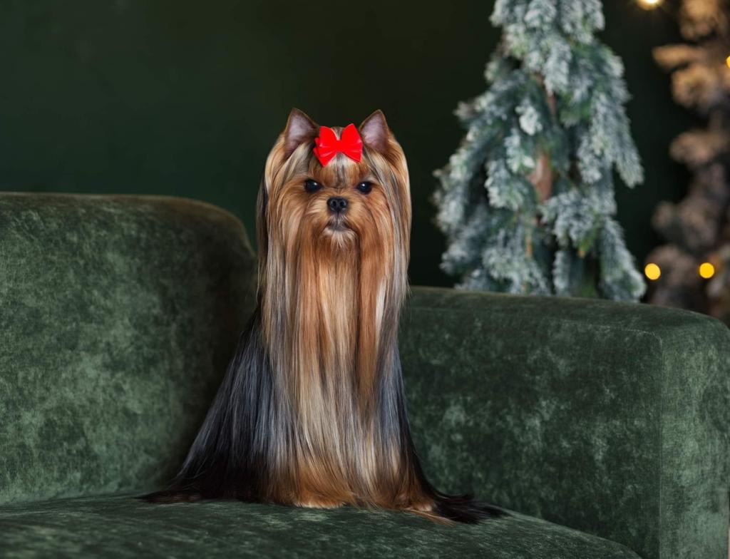 Primavera Incanta Primavera Incanta Orion &mdash; Labaza DogPedigree YorkshireTerrier