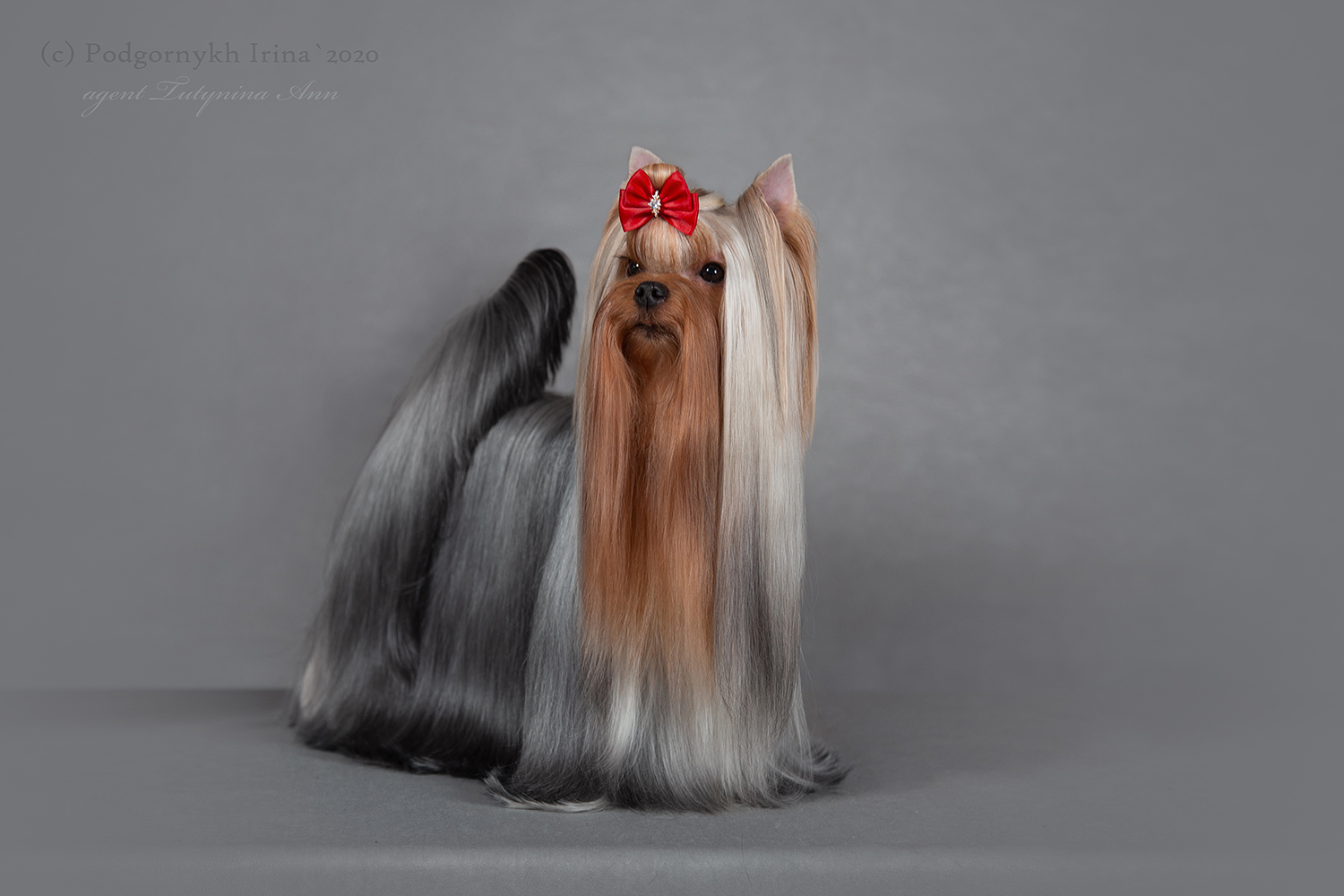 Laranta LARANTA YOU MAKE ME HAPPY &mdash; Labaza DogPedigree YorkshireTerrier