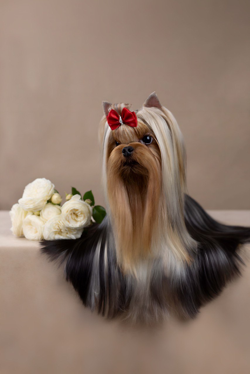 Wellary Wellary Prize Perfecta &mdash; Labaza DogPedigree YorkshireTerrier