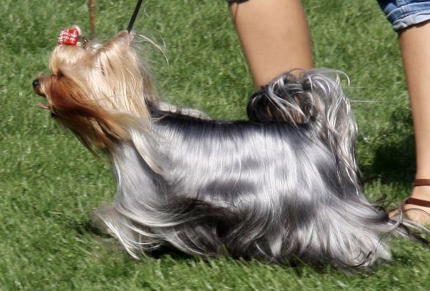 Silver flame SILVER FLAME VELVET NIGHT &mdash; Labaza DogPedigree YorkshireTerrier