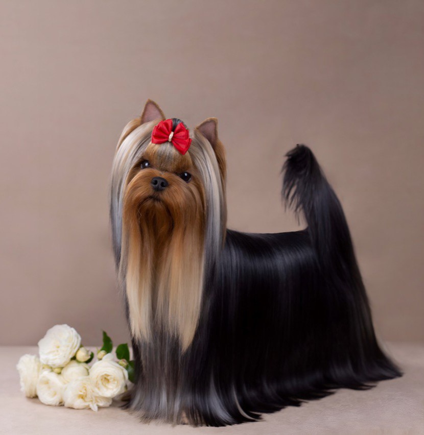 Wellary Wellary RamPamPam &mdash; Labaza DogPedigree YorkshireTerrier