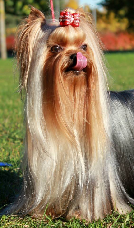 SHARMNATAN'S MAJESTIC STYLE &mdash; Labaza DogPedigree YorkshireTerrier