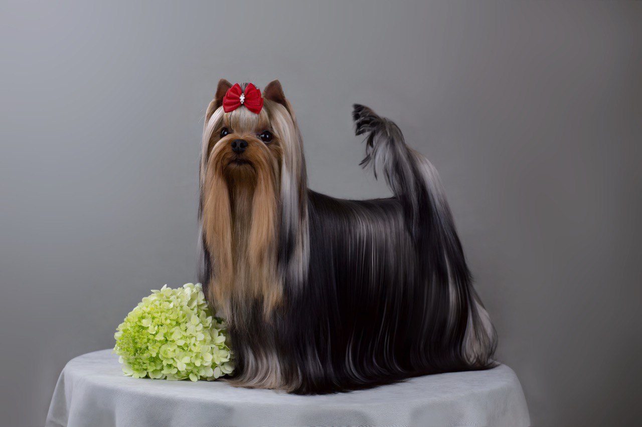 Wellary WELLARY AMBASSADOR &mdash; Labaza DogPedigree YorkshireTerrier