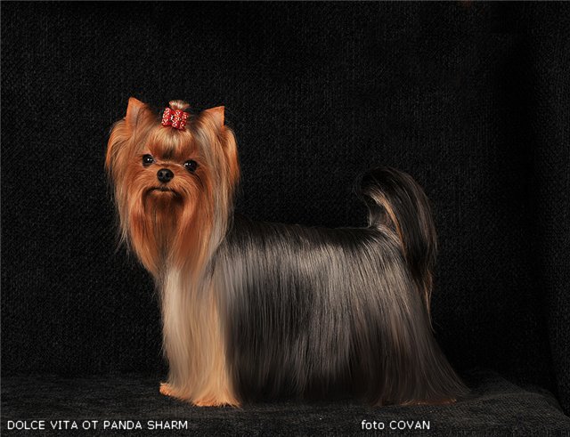 OT PANDI SHARM DOLCE VITA OT PANDA SHARM &mdash; Labaza DogPedigree YorkshireTerrier