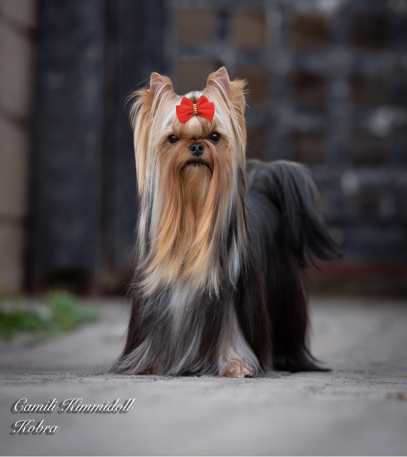YorkiesCamili &mdash; Labaza DogPedigree YorkshireTerrier