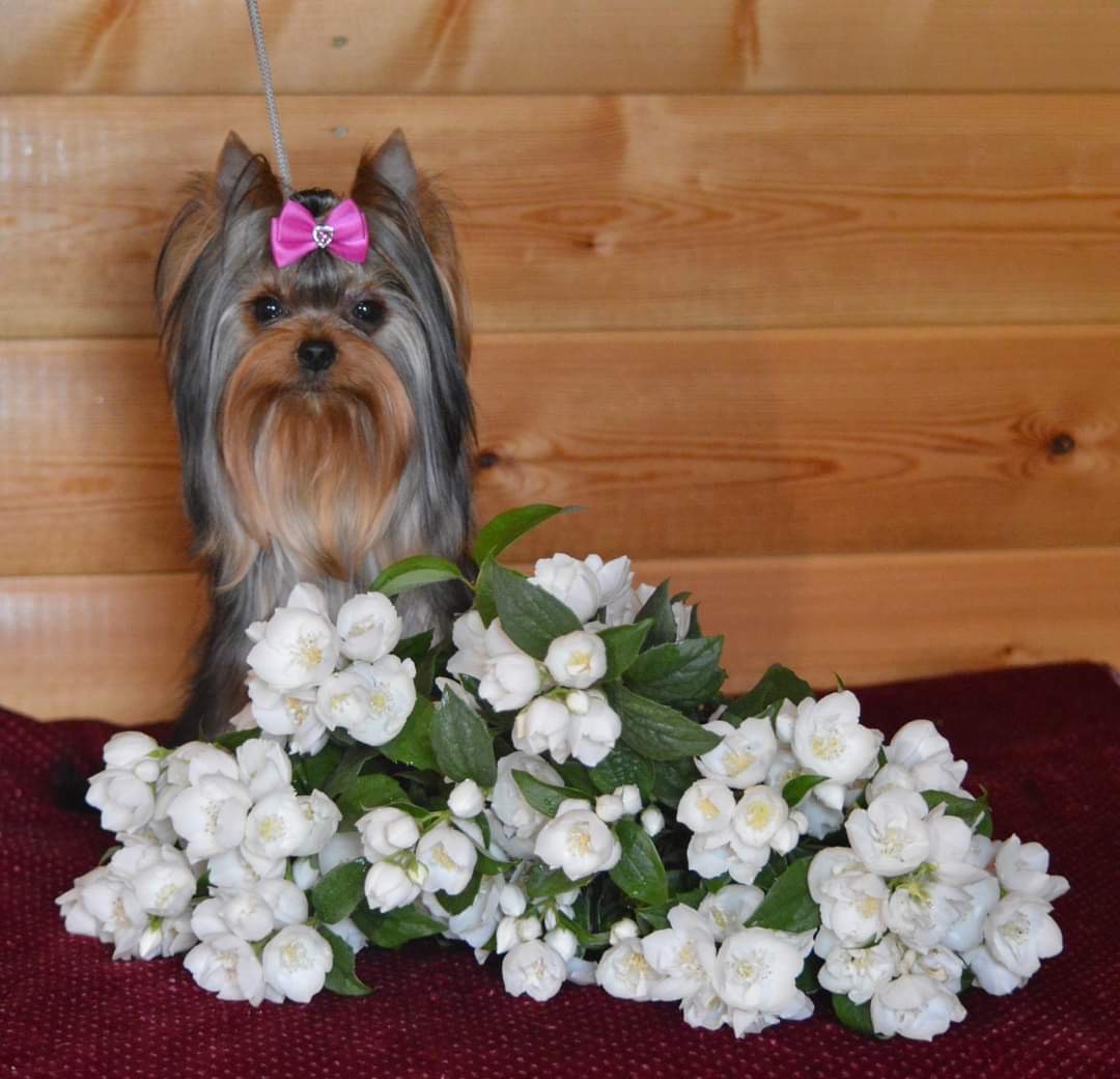 Primavera Incanta PRIMAVERA INCANTA ILLUSIA &mdash; Labaza DogPedigree YorkshireTerrier