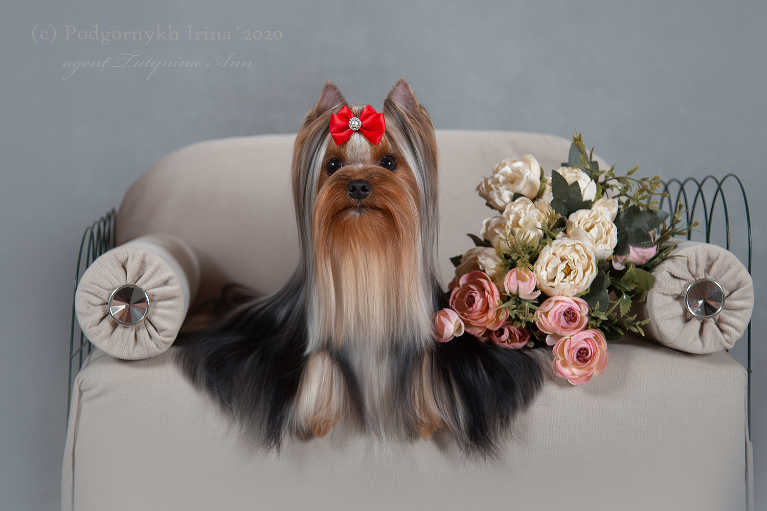  PARADISE COLLECTION LYUTSEFERINA &mdash; Labaza DogPedigree YorkshireTerrier