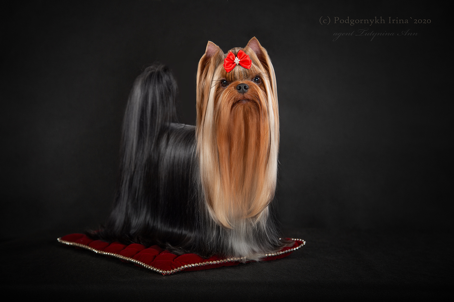 Laranta LARANTA ALEIN DELON &mdash; Labaza DogPedigree YorkshireTerrier