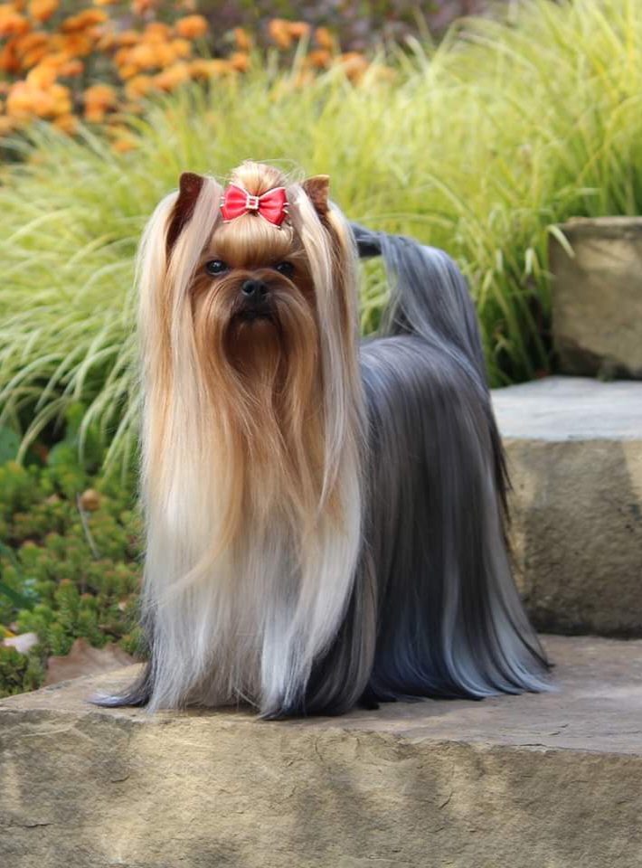 Wellary Wellary Magic Aura &mdash; Labaza DogPedigree YorkshireTerrier