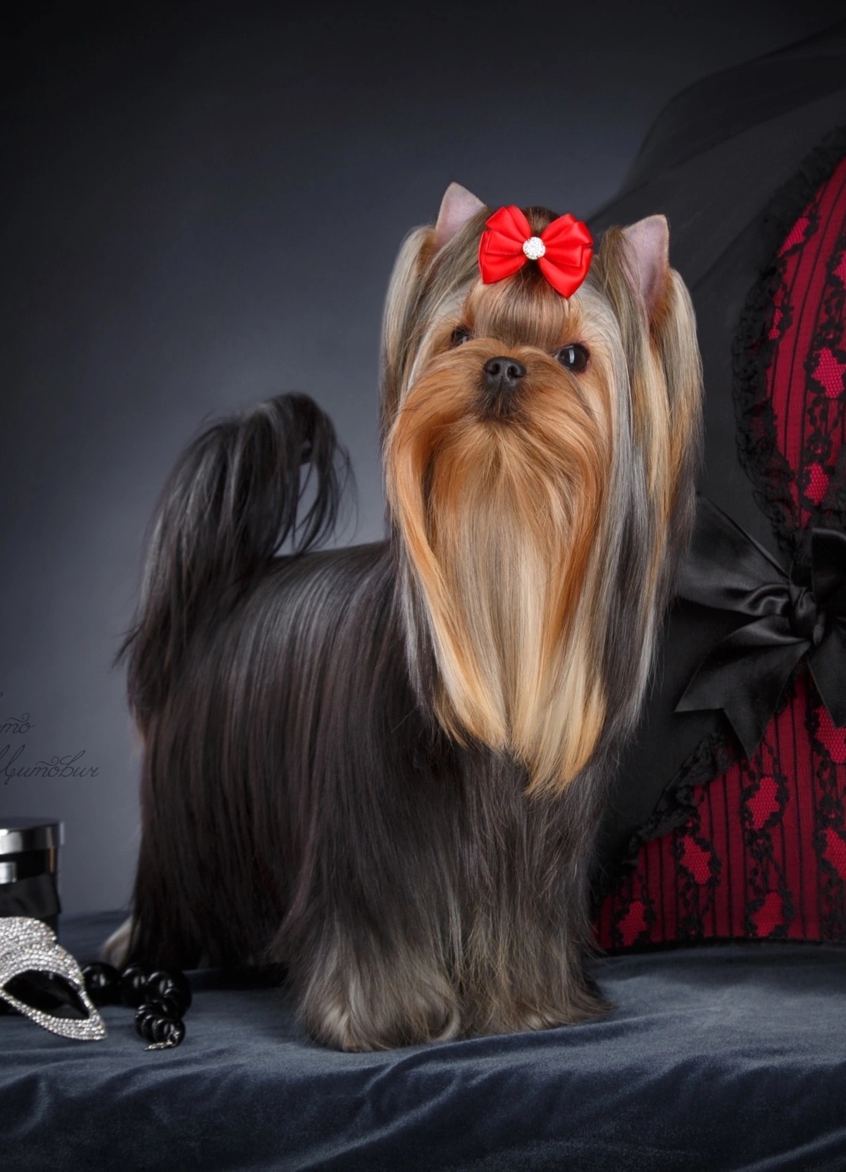 Wellary Wellary For Plaza Luxury &mdash; Labaza DogPedigree YorkshireTerrier