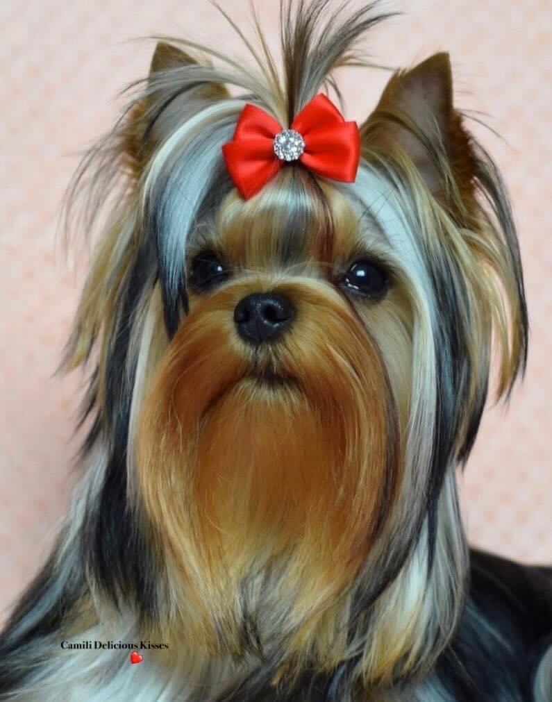 Camili Camili Delicious Kisses &mdash; Labaza DogPedigree YorkshireTerrier