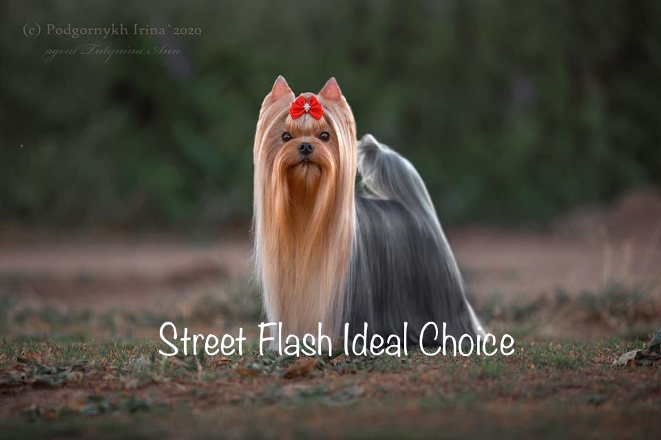 STREET FLASH IDEAL CHOICE