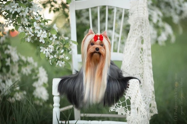 Street Flash Josephine &mdash; Labaza DogPedigree YorkshireTerrier
