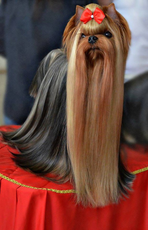 Royal Boutique ROYAL BOUTIQUE KAMIKADZE &mdash; Labaza DogPedigree YorkshireTerrier