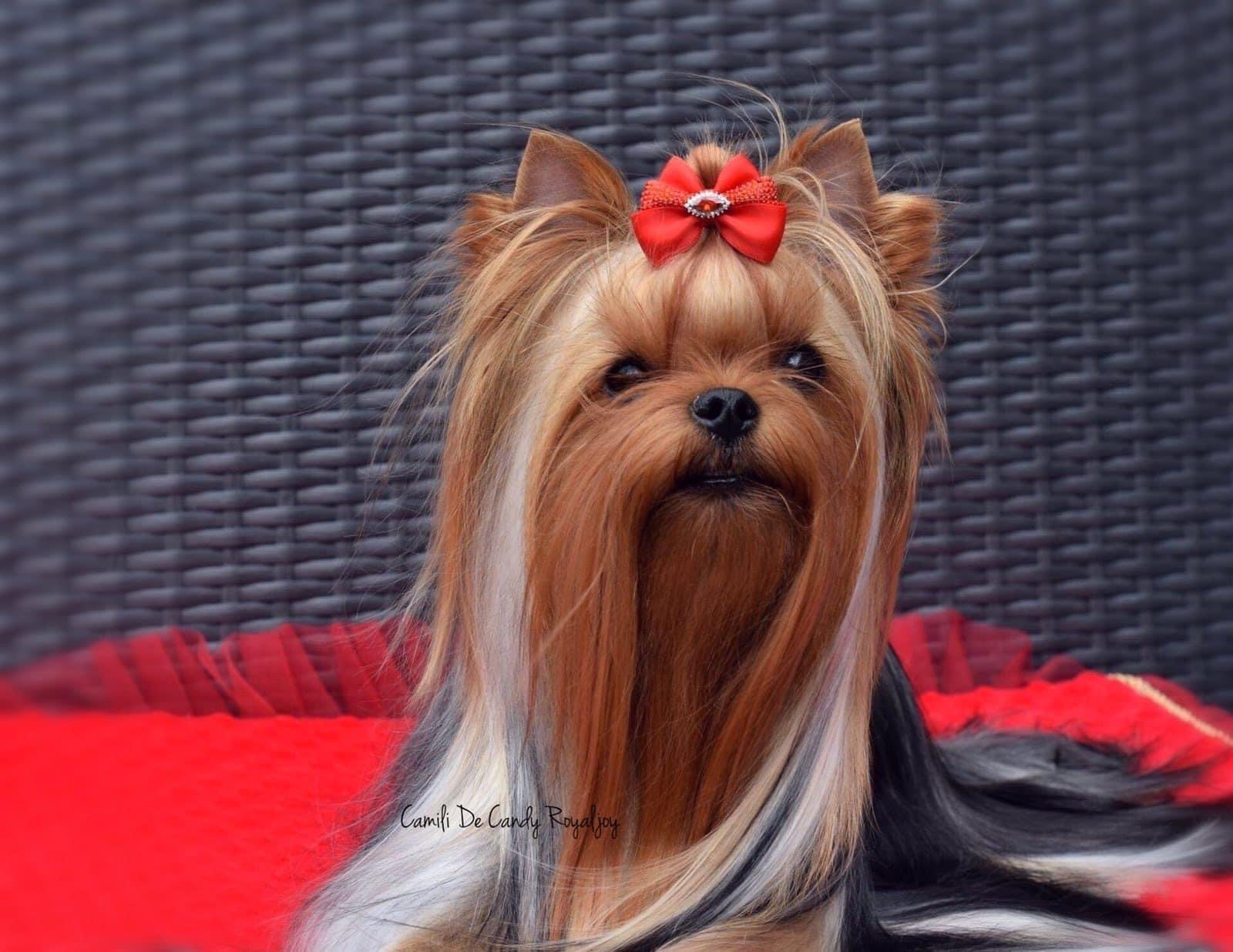 Camili Camili De Candy Royaljoy &mdash; Labaza DogPedigree YorkshireTerrier