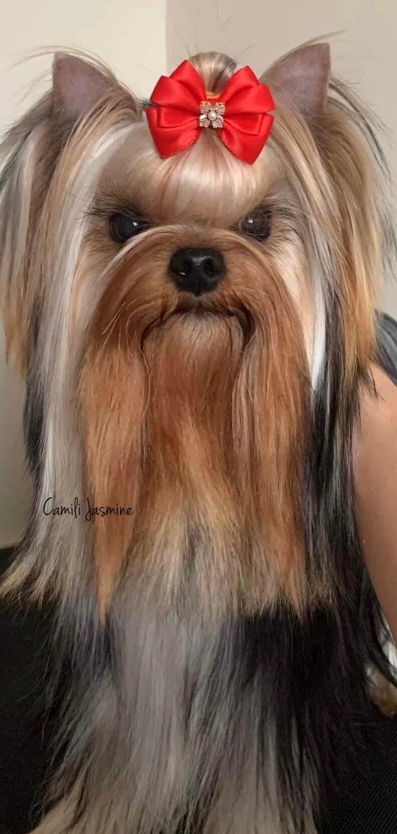 Camili Camili Jasmine &mdash; Labaza DogPedigree YorkshireTerrier