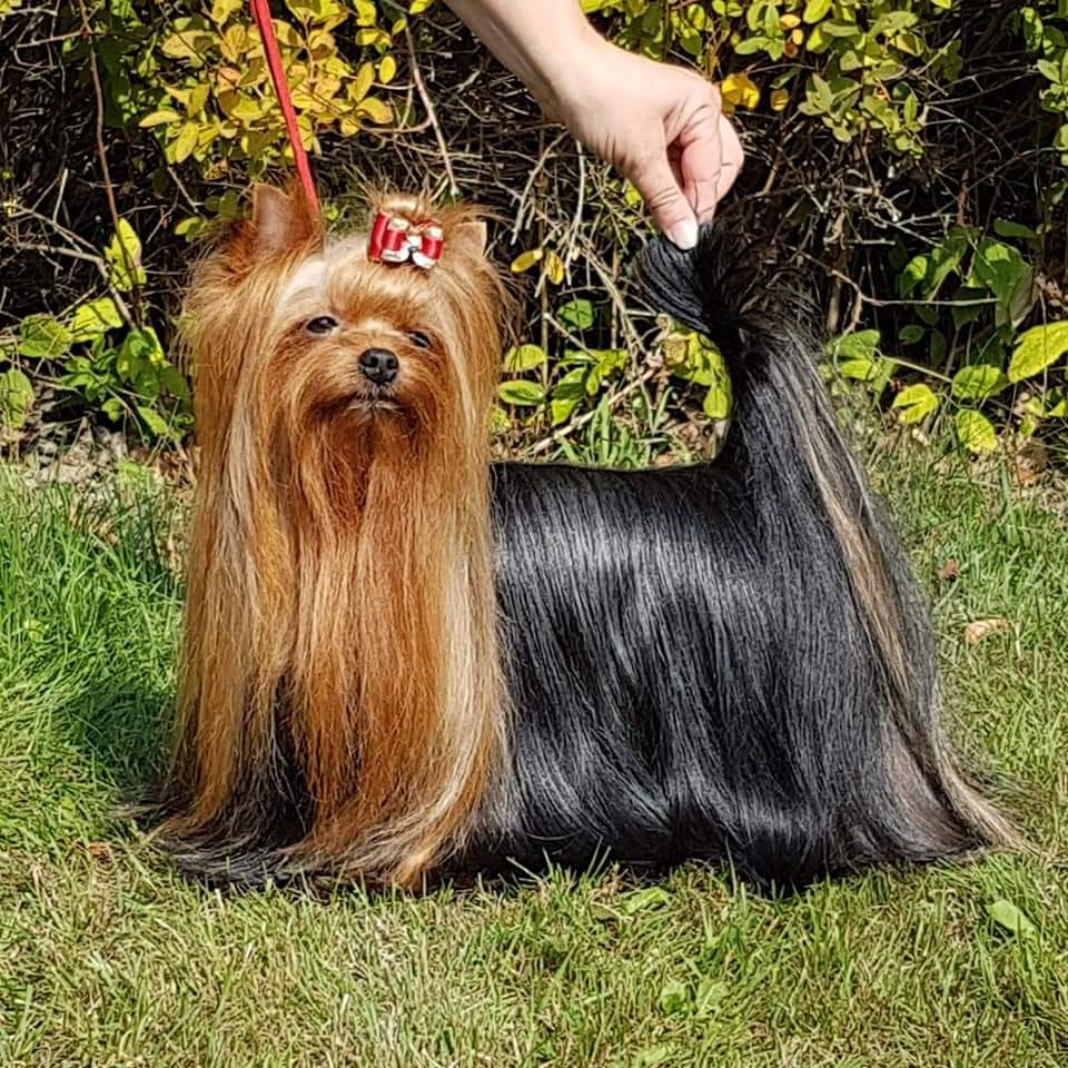 Zue Doggy-Booms Zue Doggy-Booms Imp Makes History &mdash; Labaza DogPedigree YorkshireTerrier