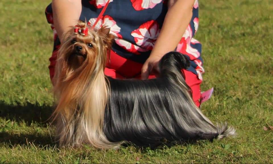 Zue Doggy-Booms Zue Doggy-Booms Keeps A Hot Sheila &mdash; Labaza DogPedigree YorkshireTerrier
