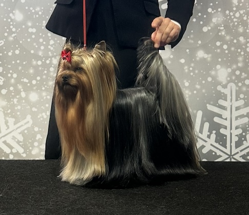 YULIA’S STAR MARK OF SUCCESS