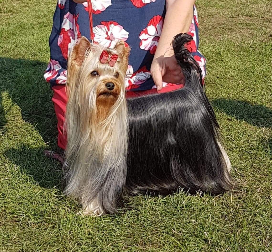 Zue Doggy-Booms Zue Doggy-Booms Oui Il Vaut De L'Or &mdash; Labaza DogPedigree YorkshireTerrier