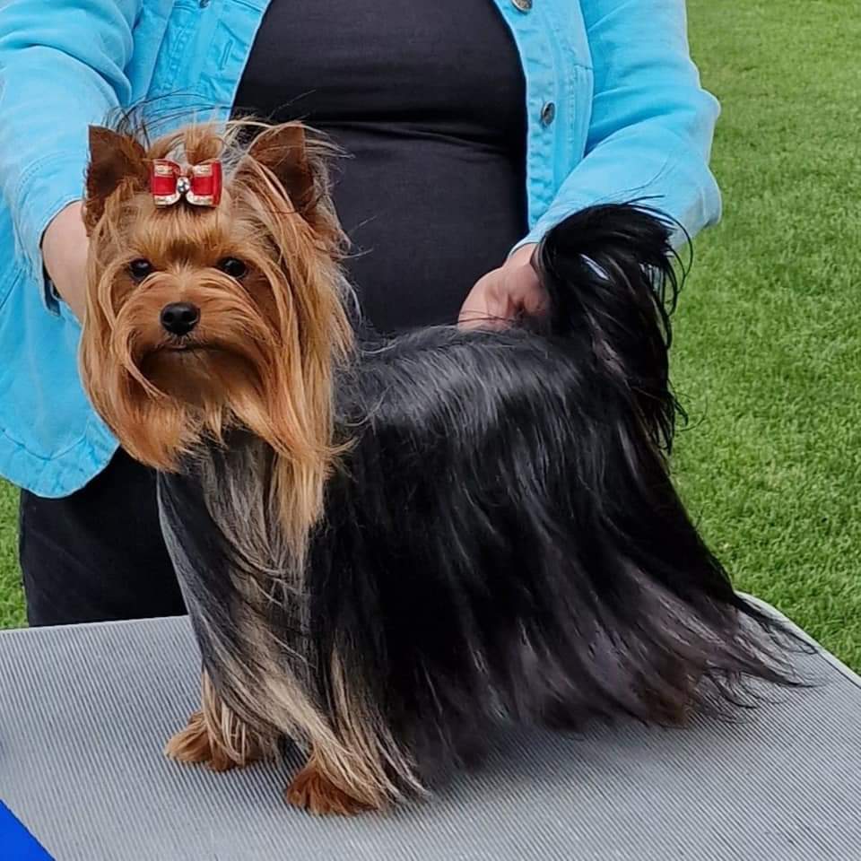 Zue Doggy-Booms Zue Doggy-Booms Zippy A History Toy &mdash; Labaza DogPedigree YorkshireTerrier