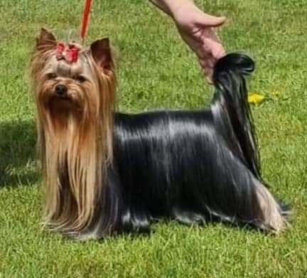Zue Doggy-Booms Zue Doggy-Booms Unexpected Skills &mdash; Labaza DogPedigree YorkshireTerrier