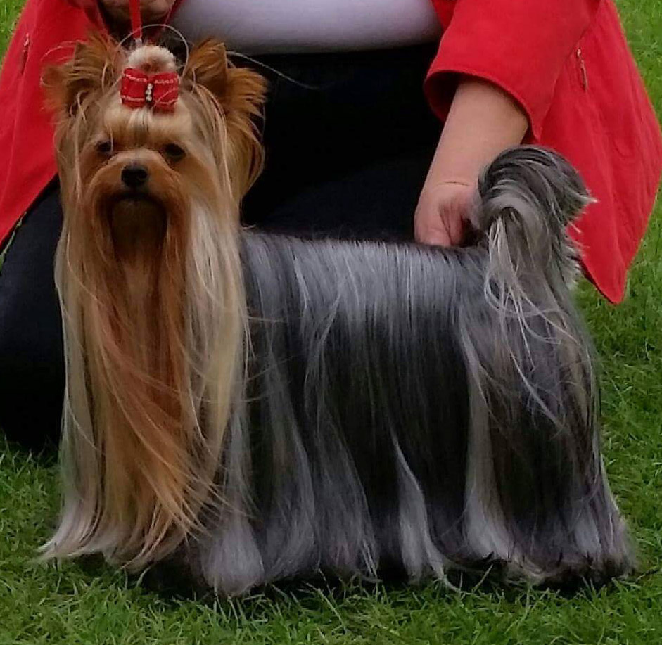 Zue Doggy-Booms Zue Doggy-Booms Blazing Hot Amore &mdash; Labaza DogPedigree YorkshireTerrier