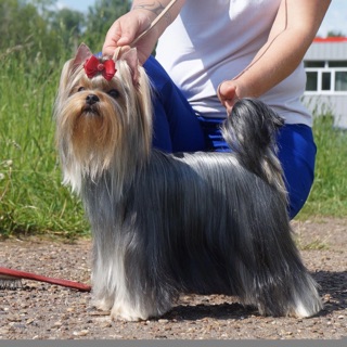 Alienship &mdash; Labaza DogPedigree YorkshireTerrier