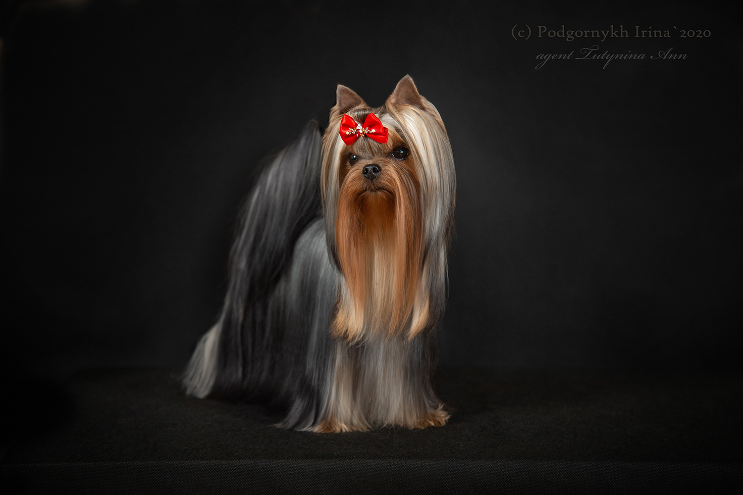 Dar Prise Orientatsiya &mdash; Labaza DogPedigree YorkshireTerrier