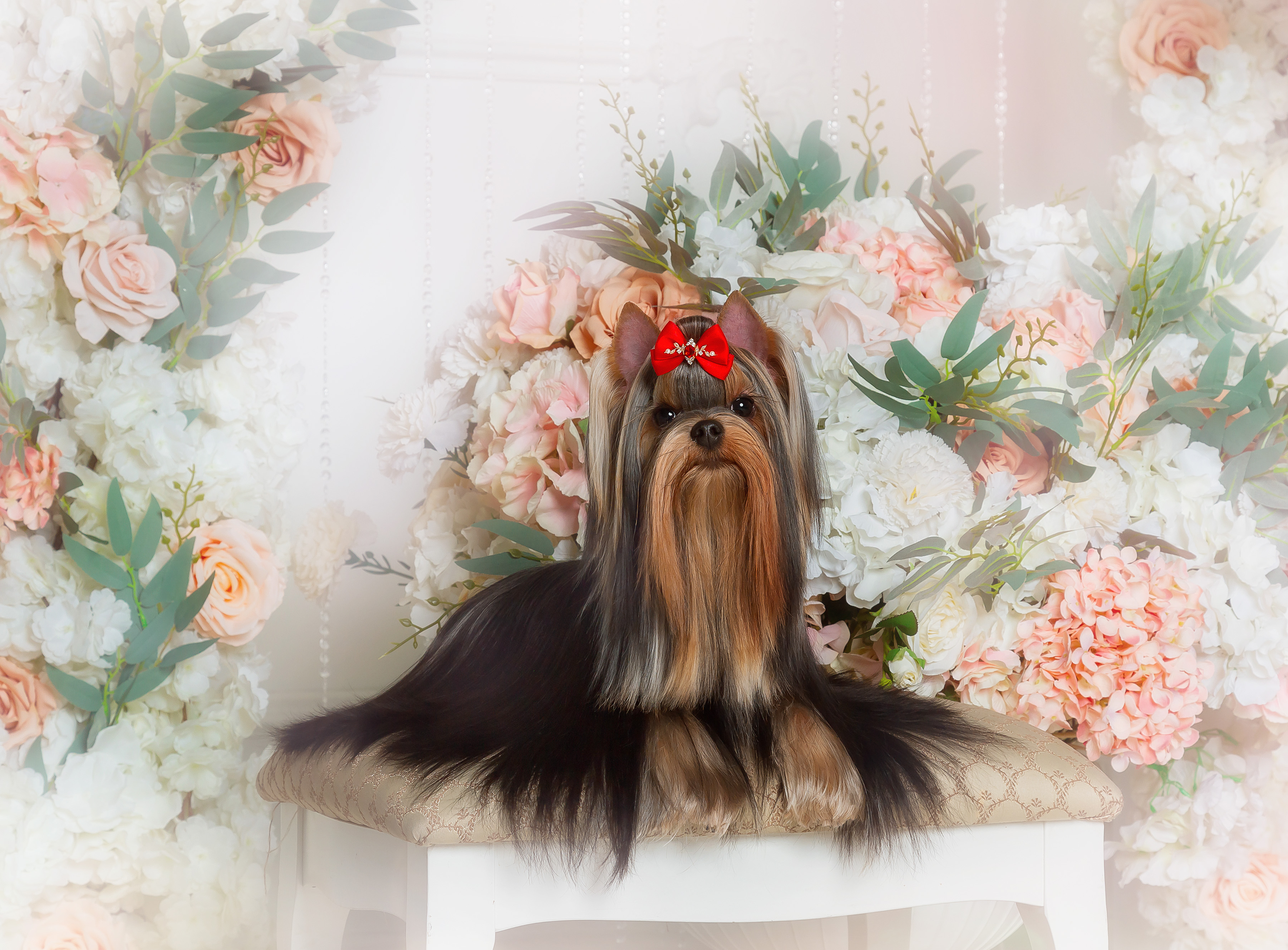 Dar Prise Dar Prise Premiera &mdash; Labaza DogPedigree YorkshireTerrier
