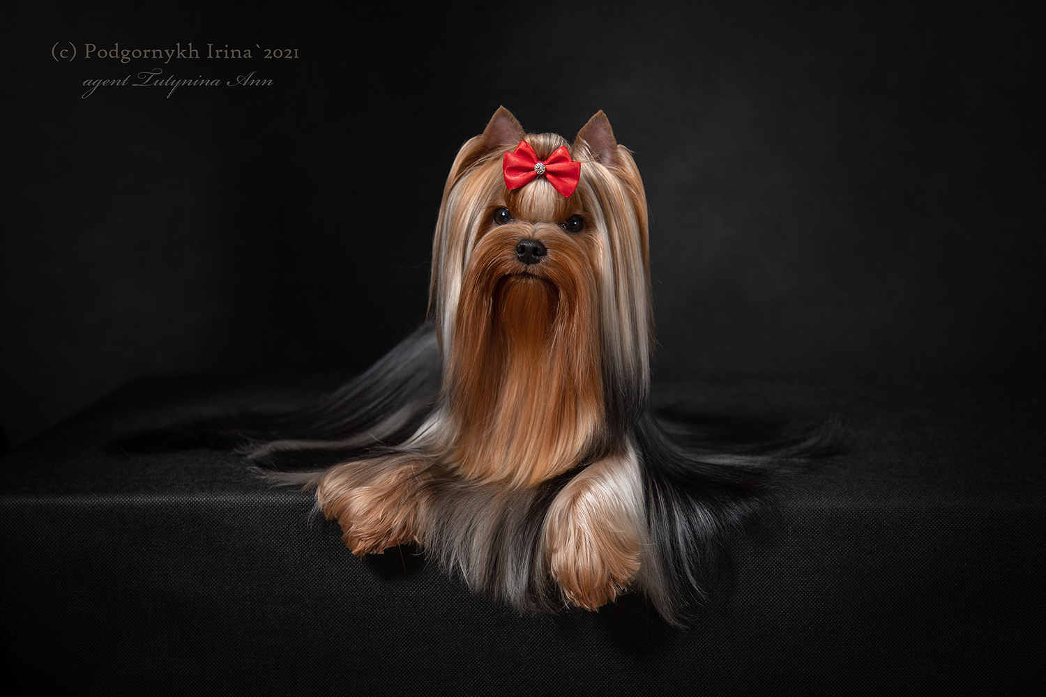 Dar Prise Dar Prise Revolyutsiya &mdash; Labaza DogPedigree YorkshireTerrier