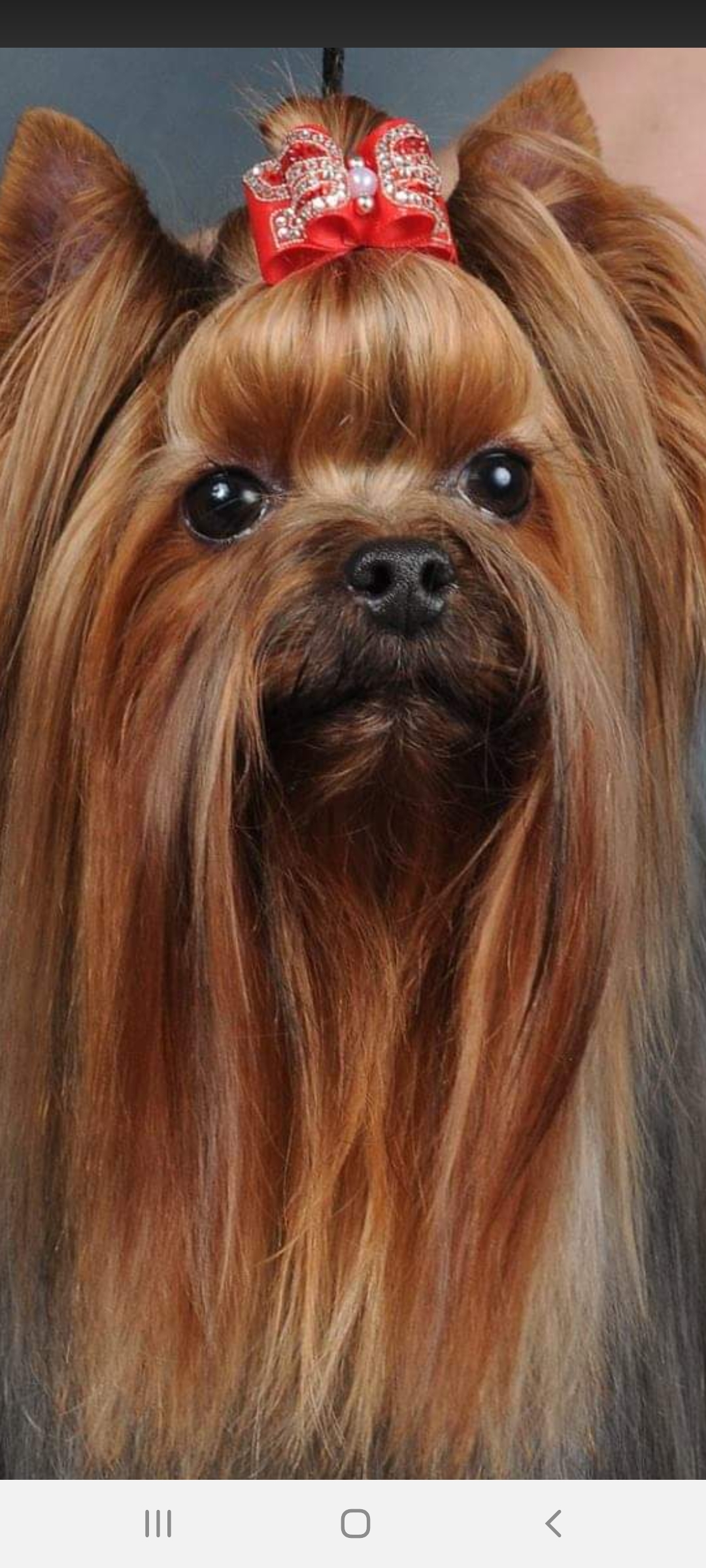 Royal Boutique ROYAL BOUTIQUE KASABLANKA &mdash; Labaza DogPedigree YorkshireTerrier