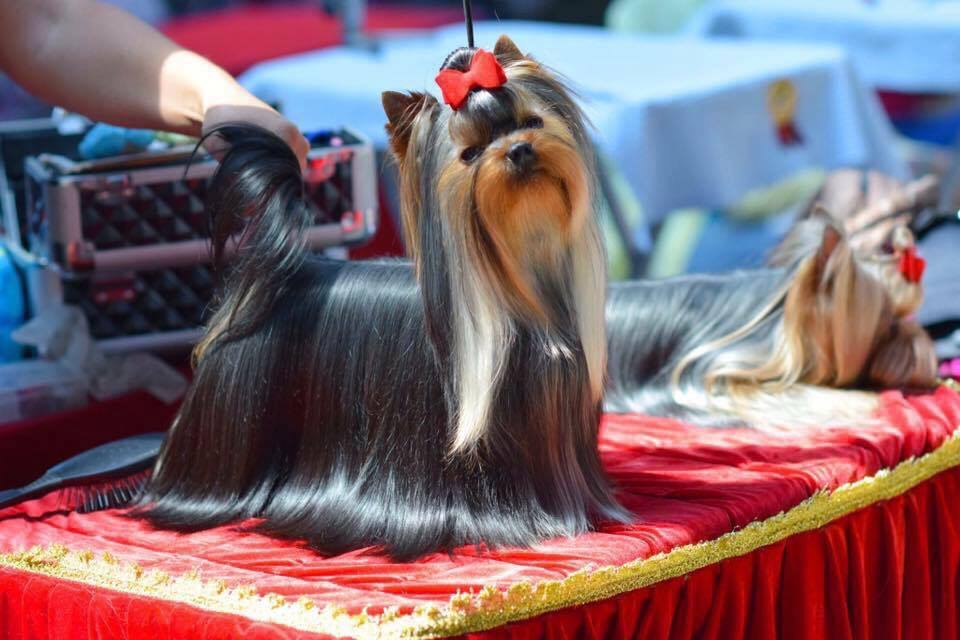 Pasodoble Sharm De Lux