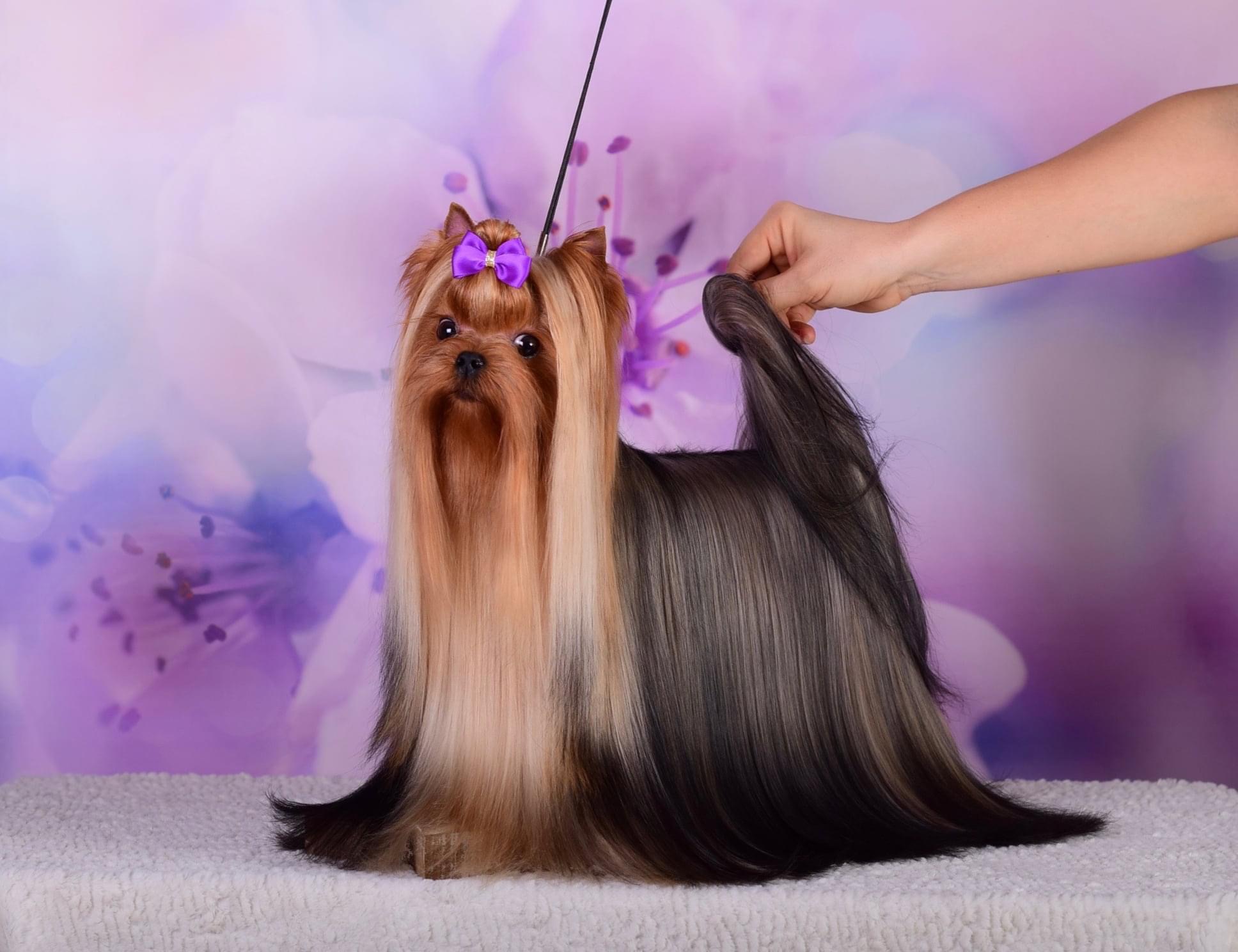  Magical Fantasy Agata Kristi &mdash; Labaza DogPedigree YorkshireTerrier