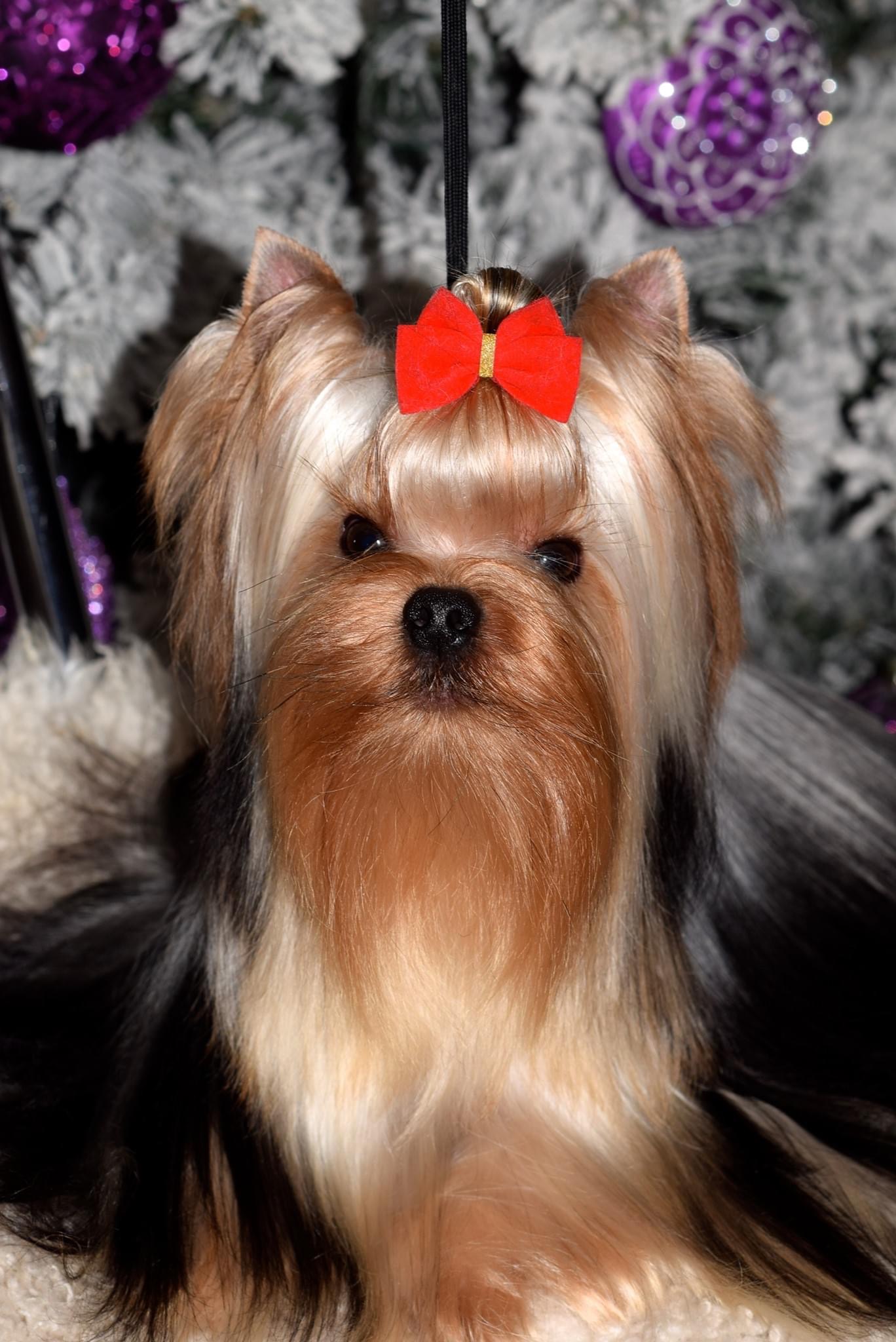 Sharm De Lux Icon Sharm De Lux &mdash; Labaza DogPedigree YorkshireTerrier