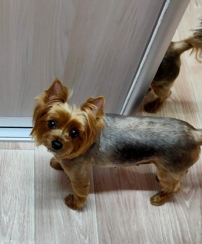 ZABELLA &mdash; Labaza DogPedigree YorkshireTerrier