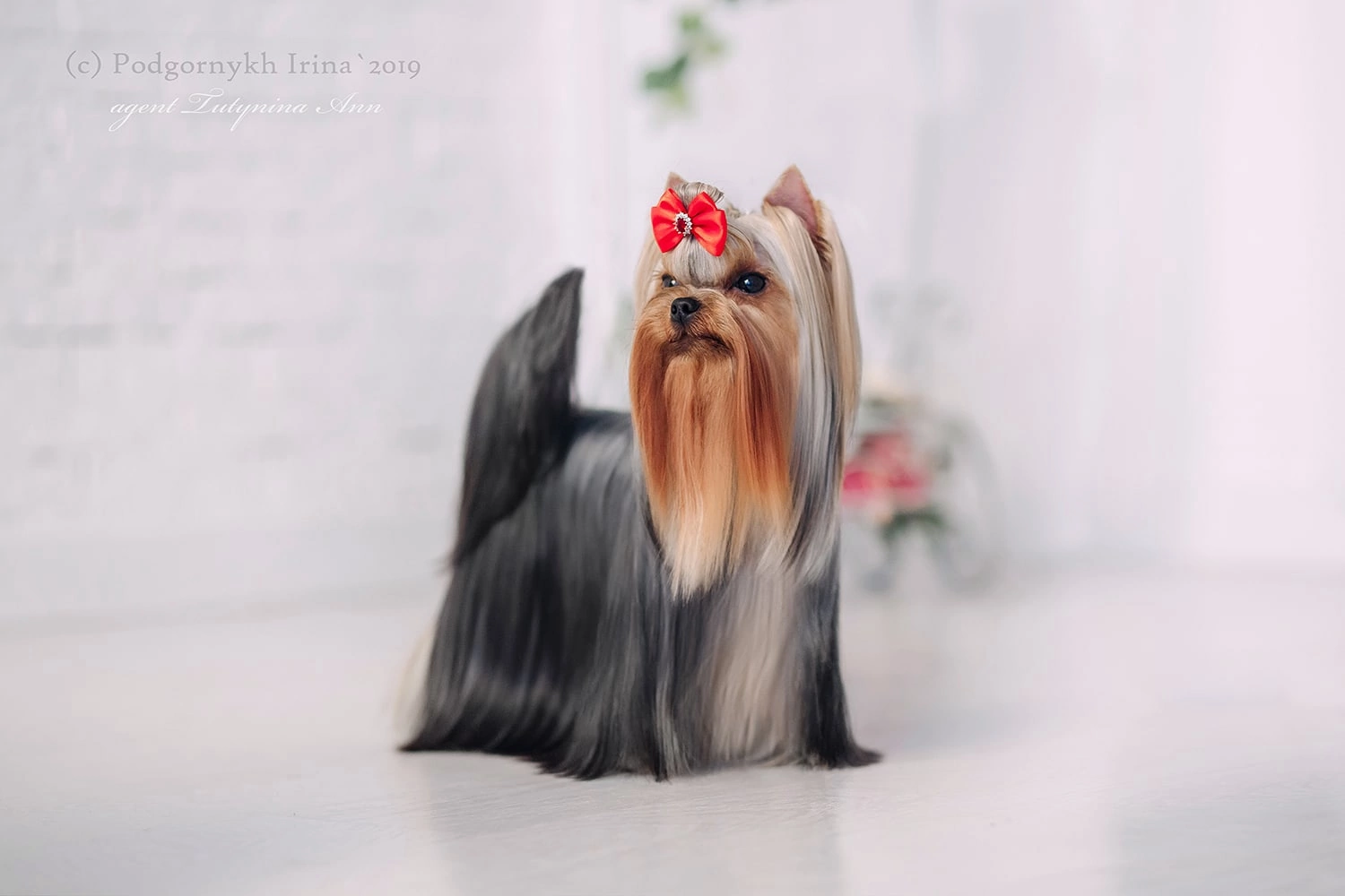 CRAZY PARADISE BOGEMA BRIGHT &mdash; Labaza DogPedigree YorkshireTerrier