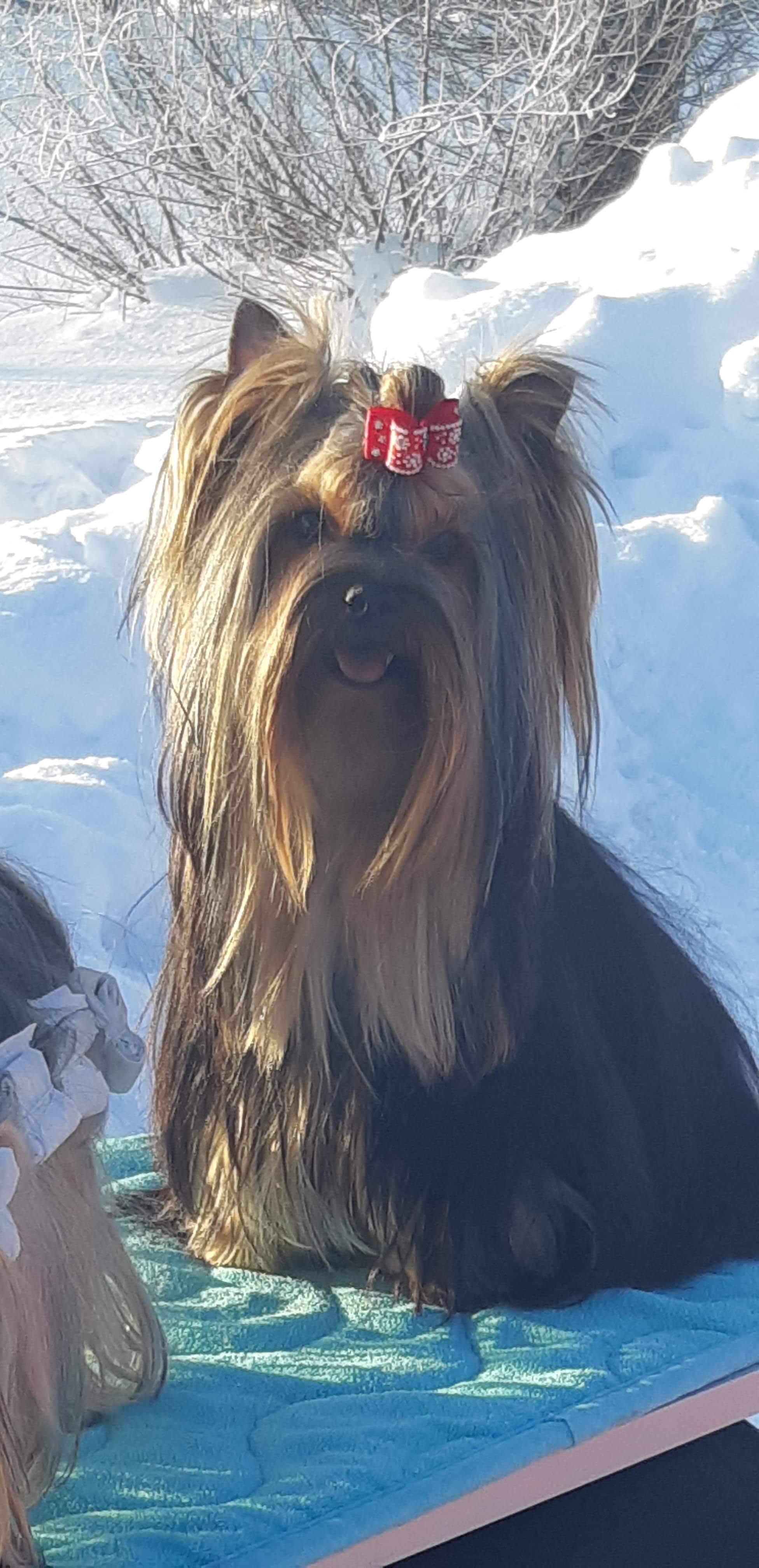Silver flame SILVER FLAME ENIGMA &mdash; Labaza DogPedigree YorkshireTerrier