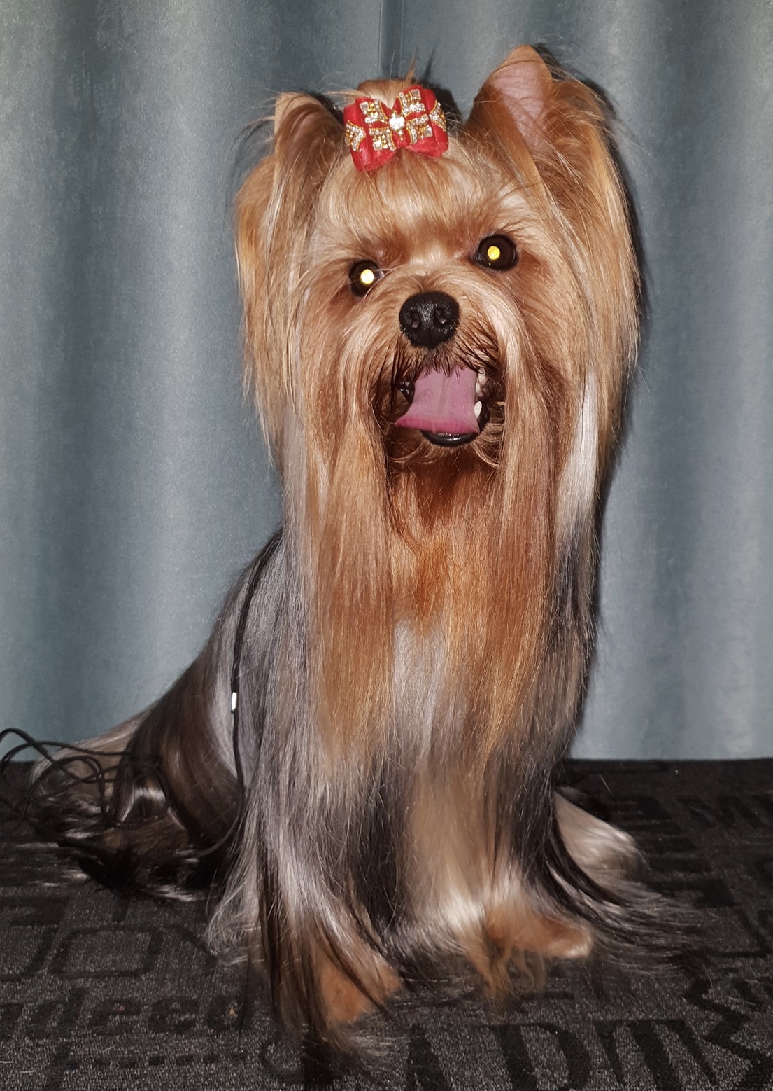 Silver flame SILVER FLAME KNIGHT RIDER &mdash; Labaza DogPedigree YorkshireTerrier