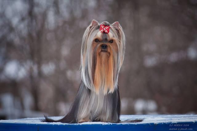 Q DOVER CASTLE &mdash; Labaza DogPedigree YorkshireTerrier