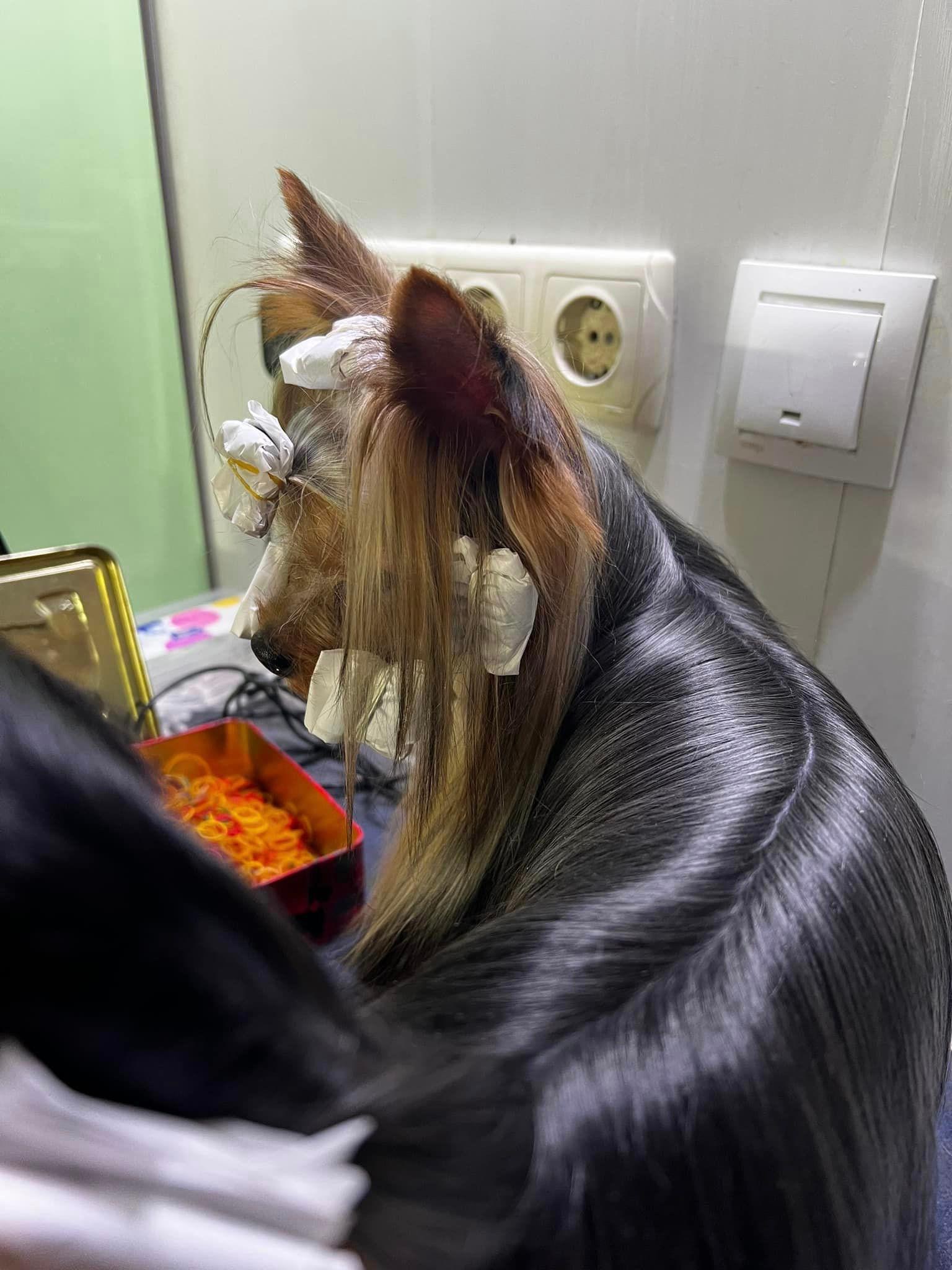Sharm De Lux X-Trim Sharm De Lux &mdash; Labaza DogPedigree YorkshireTerrier