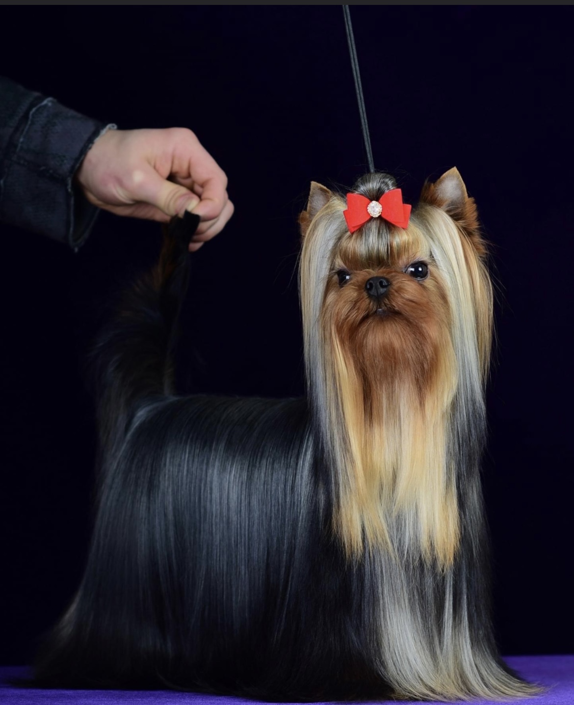 Sharm De Lux Vis-A-Vis Sharm De Lux &mdash; Labaza DogPedigree YorkshireTerrier