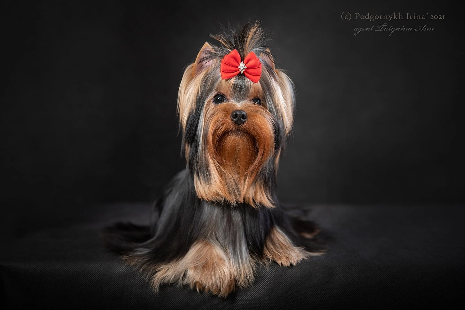 Moy Shedevr MOY SHEDEVR MAYBACH &mdash; Labaza DogPedigree YorkshireTerrier